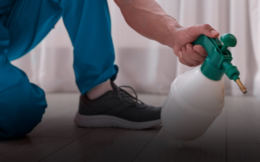 Expert Pest Control Services